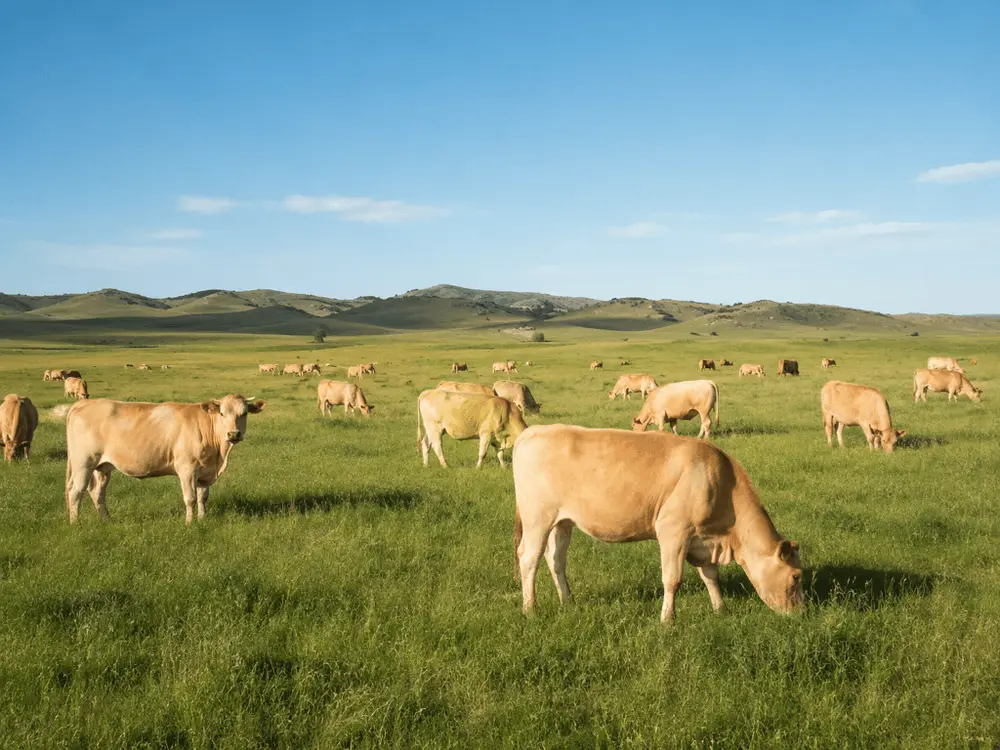 Global agricultural fields