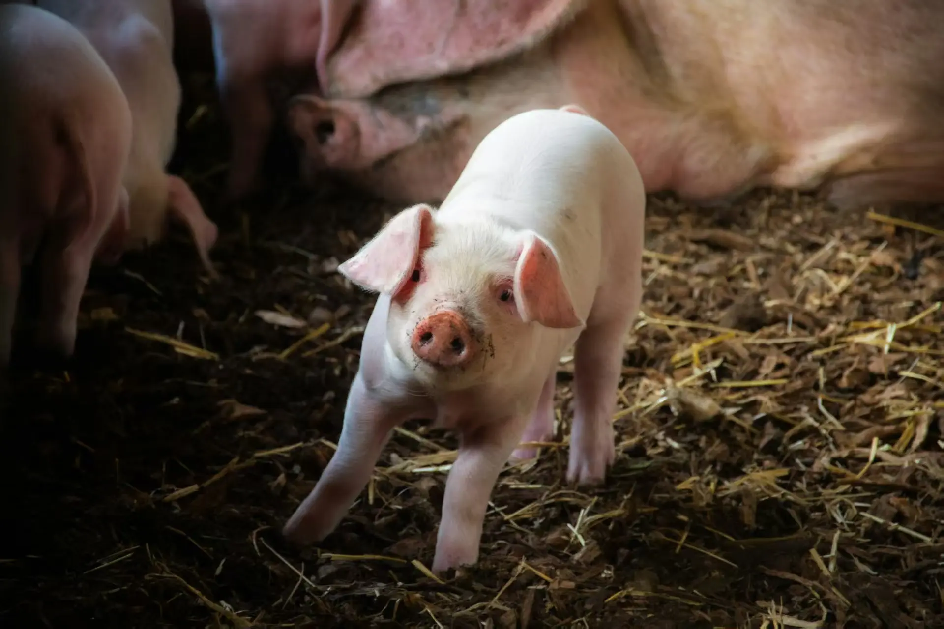 Frozen pork products