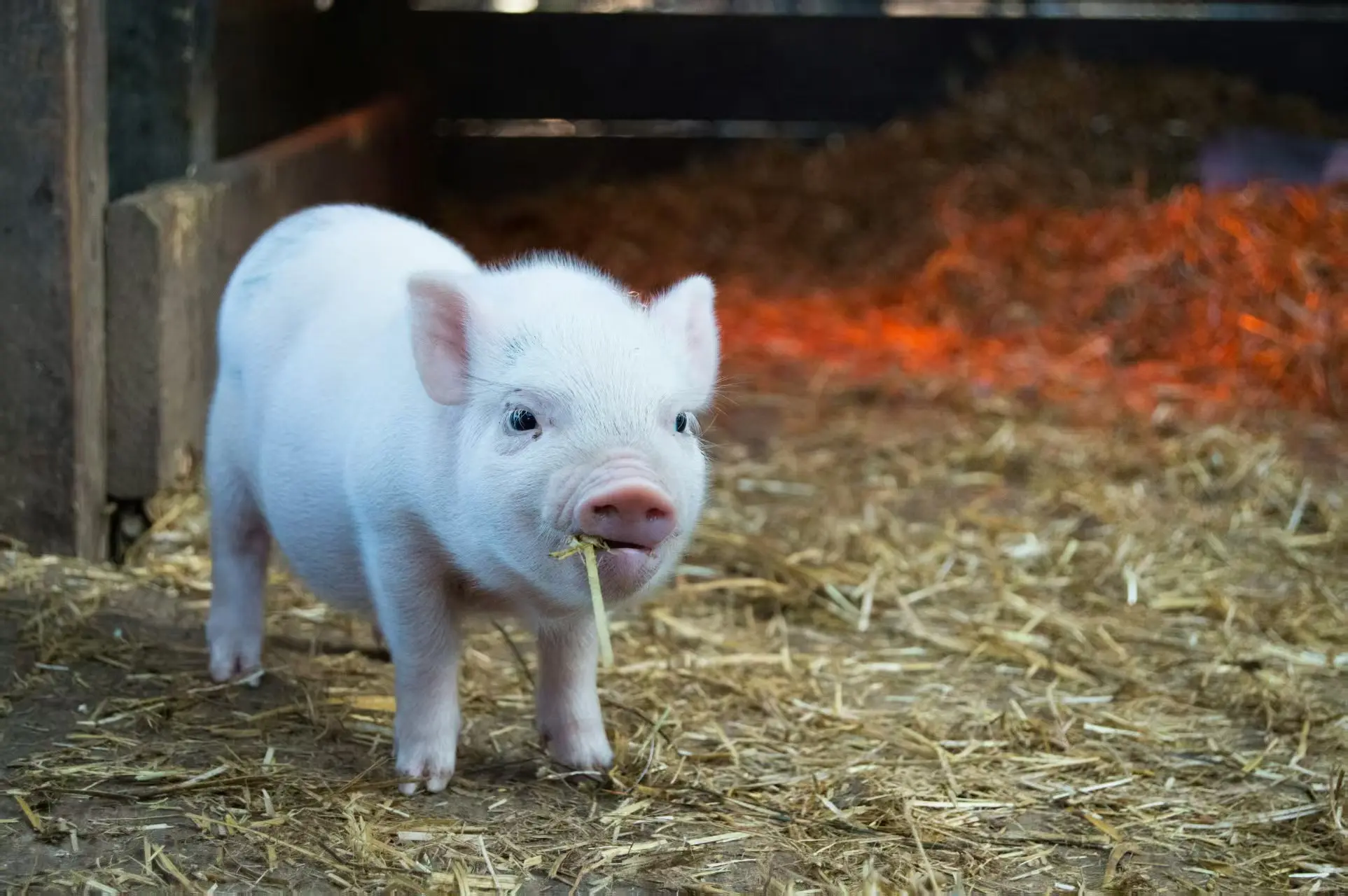 Pork supply portfolio